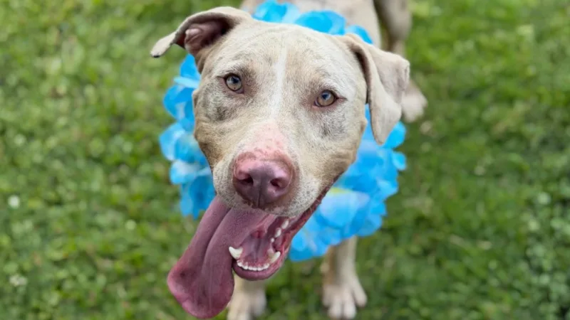 Pet of the Week: Kai Kai